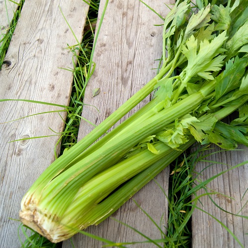 Celery Victoria
